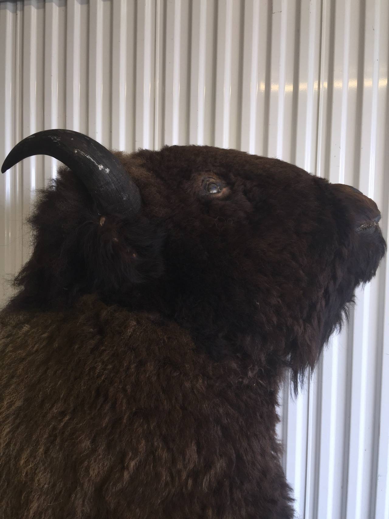 This is a taxidermy half a buffalo that once hung in the legendary NYC Rodeo Bar that housed many famous Rock and Roll Artists such as Bruce Springsteen, Bo Diddley, Poppa Chubby, Rosie Flores and many others. In need of restoration I have taken