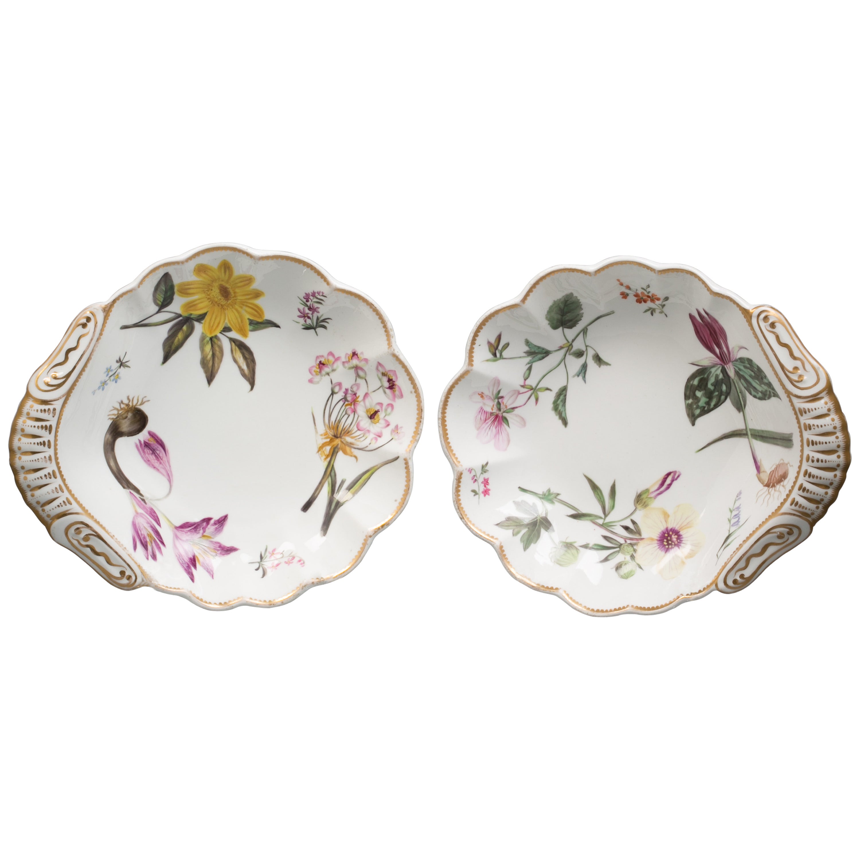 Paire de plats en porcelaine anglaise Spode en forme de coquillage botanique, datant d'environ 1820