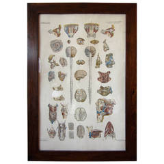 Anatomical Print