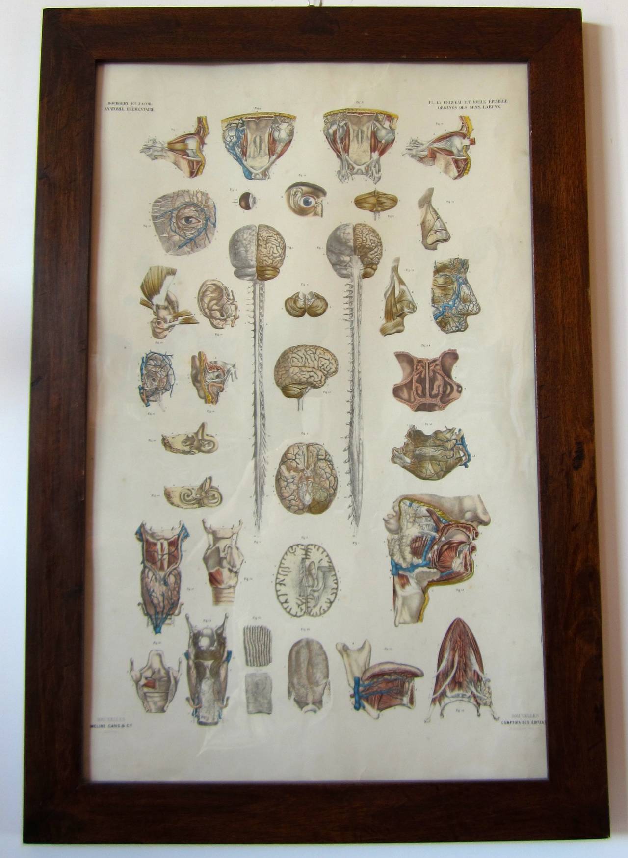 Anatomical Print