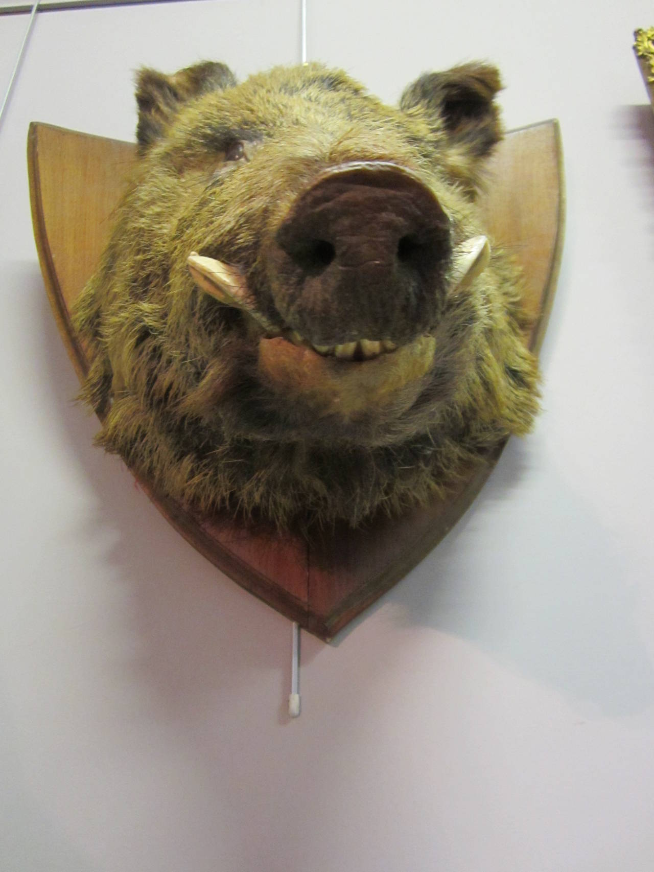 Taxidermy Wild Boar's Head on Shield