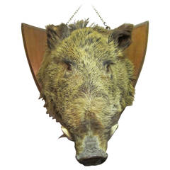 Taxidermy Wild Boar's Head on Shield
