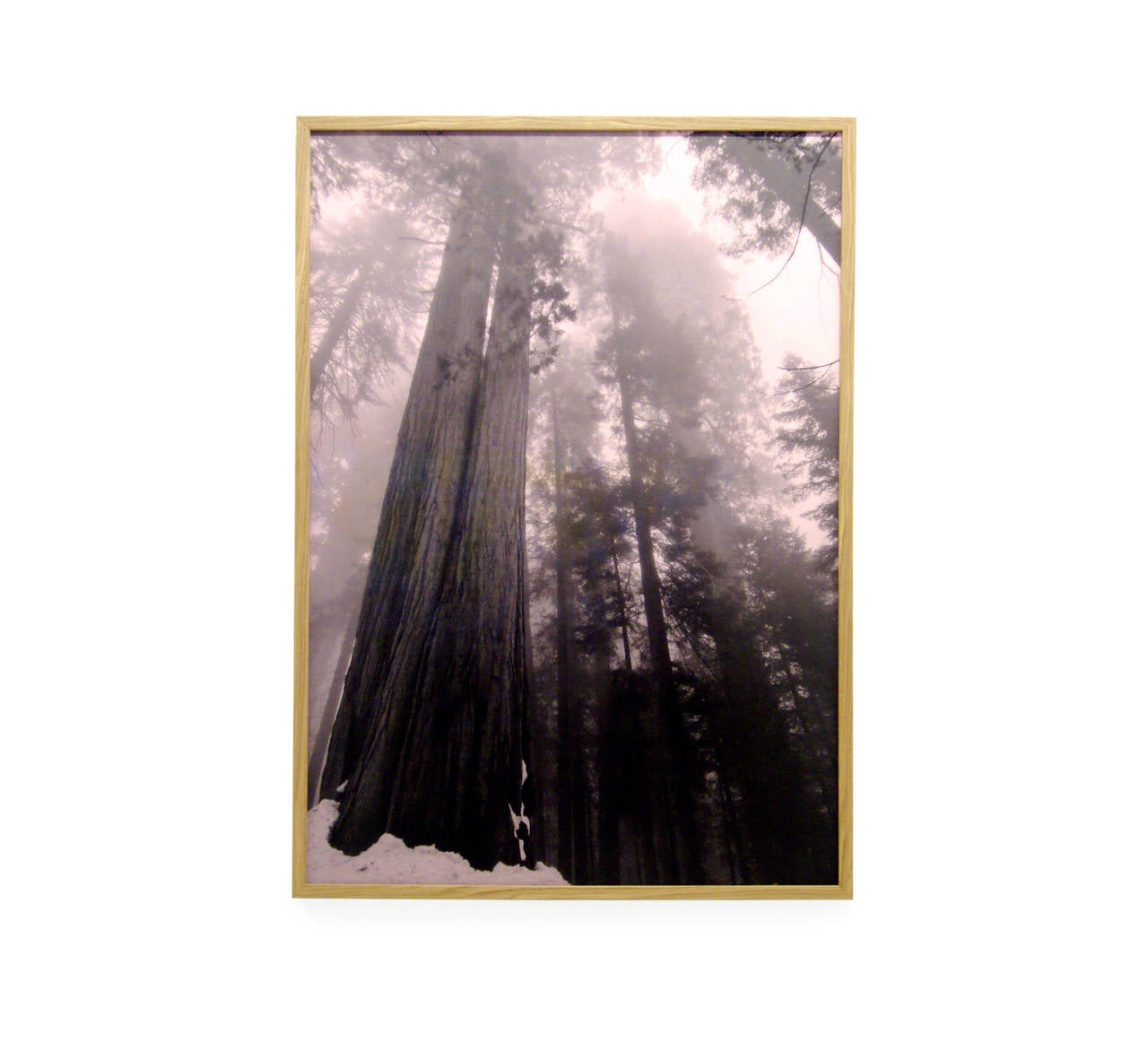 Large and unique print titled Can Not Be Pictured – OH NO OH NO! (The Sequoias).

Digital collage from digital photography [2011].

Diptych, toner print on 90 g pink paper, mounted on Kapafix.

Glass and oak coated frames. 

Measures: Each