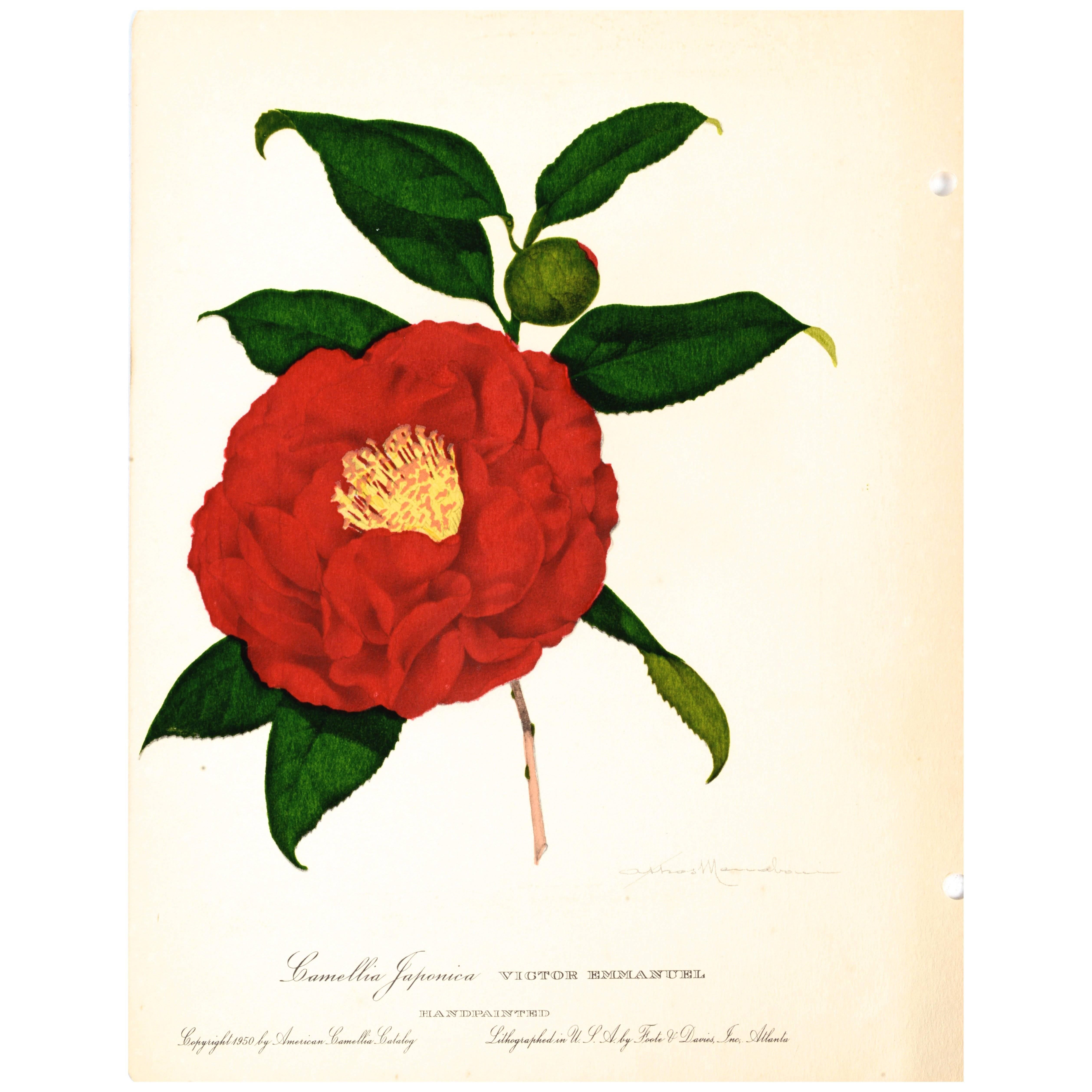 Set of Four Volumes American Camellia Catalog with 107 Hand Colored Lithographs