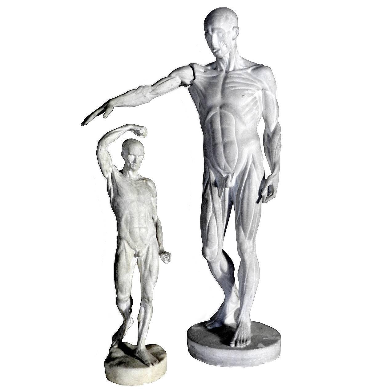 Pair of Anatomical Models, Jean Antoine Houdon