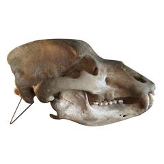 Antique Polar Bear Skull