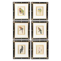 Set of Six Antique English Custom Framed Prints, Exotic Birds