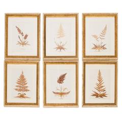 19th Century Framed Botanical Specimens
