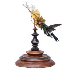 Taxidermy Humming Bird on an Antique Wooden Base