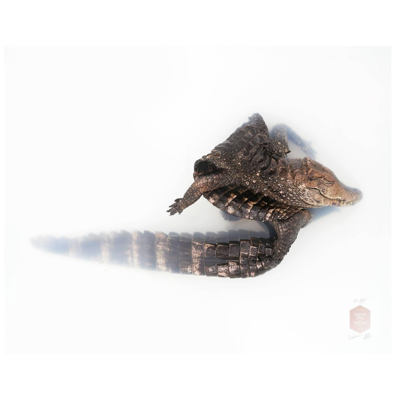 Art Print Titled 'Unknown Pose by Curvier's Cayman' by Sinke & Van Tongeren For Sale
