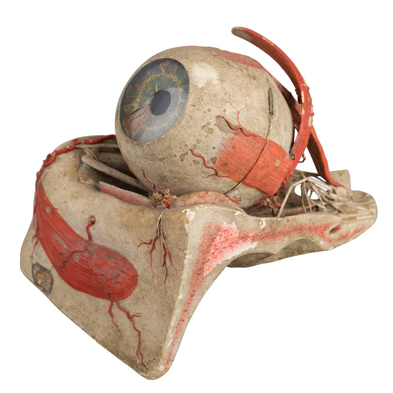 Anatomical Eye Model of Auzoux, circa 1880 For Sale