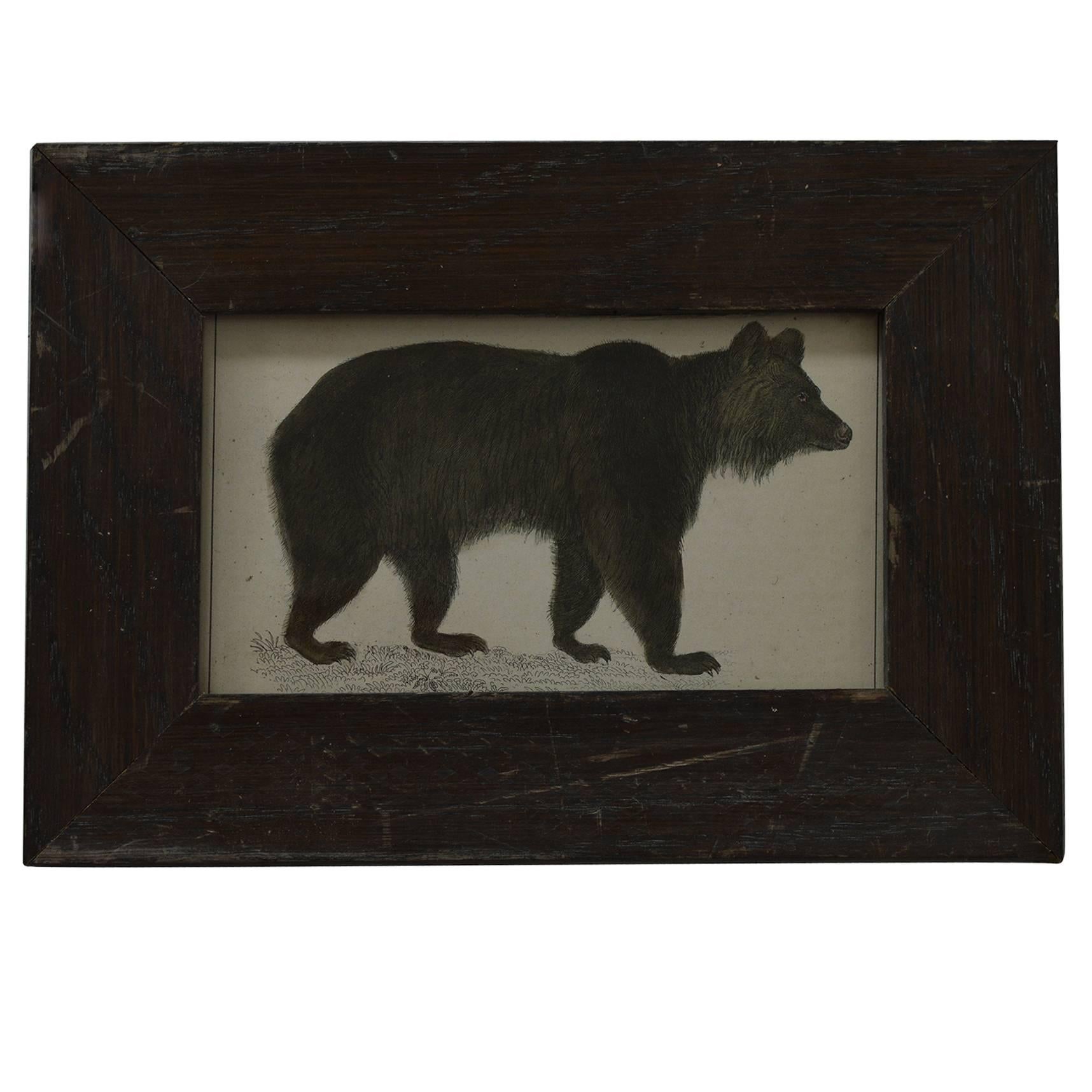 Original Antique Print of a Brown Bear, English, circa 1850