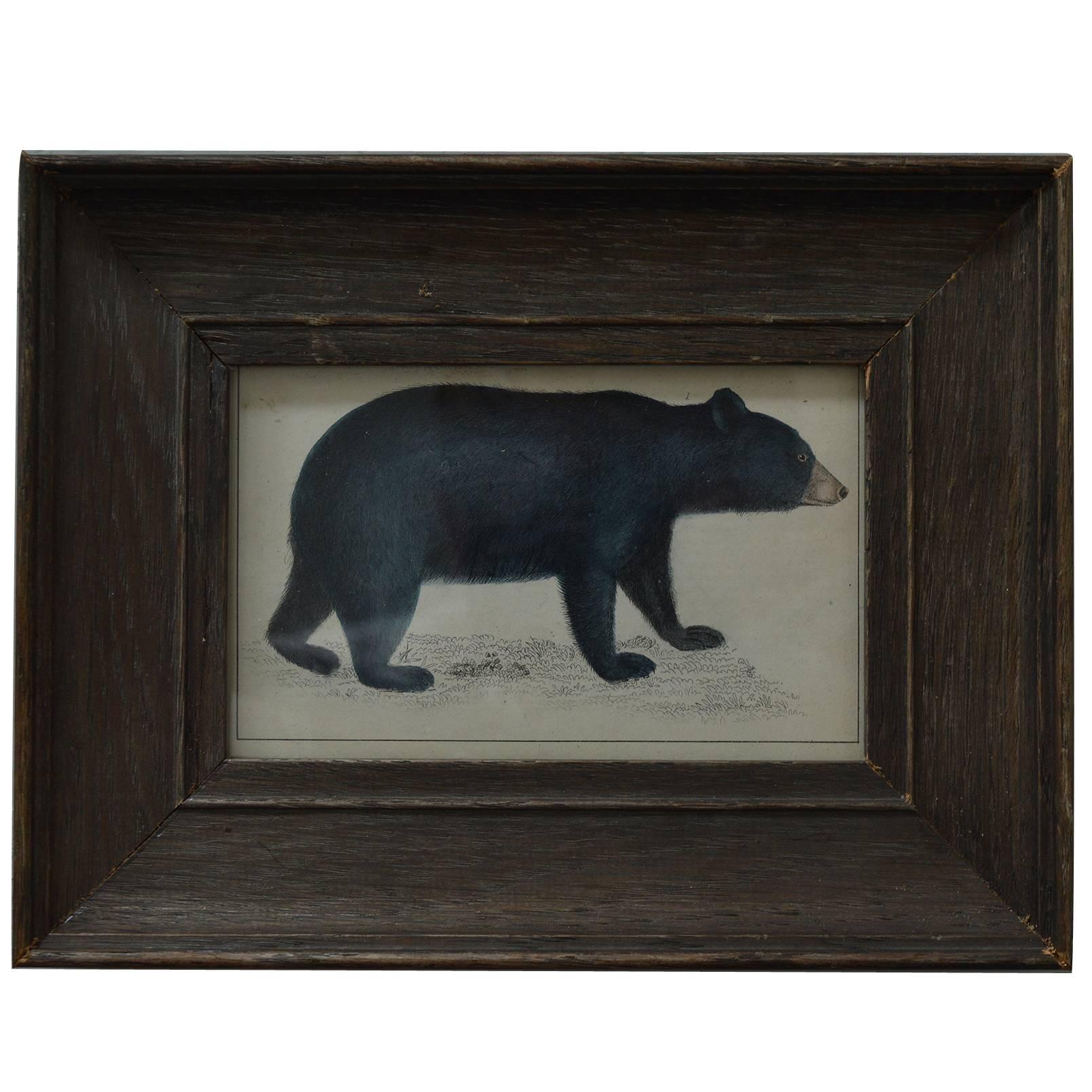 Original Antique Print of a Black Bear, English, circa 1850