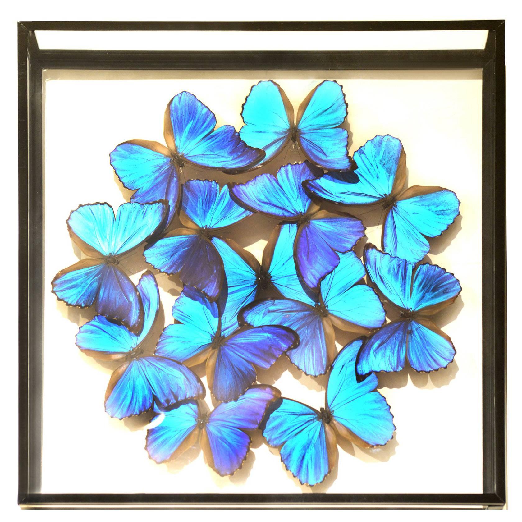 Morphos Butterflies from Peru under Square Glass Frame