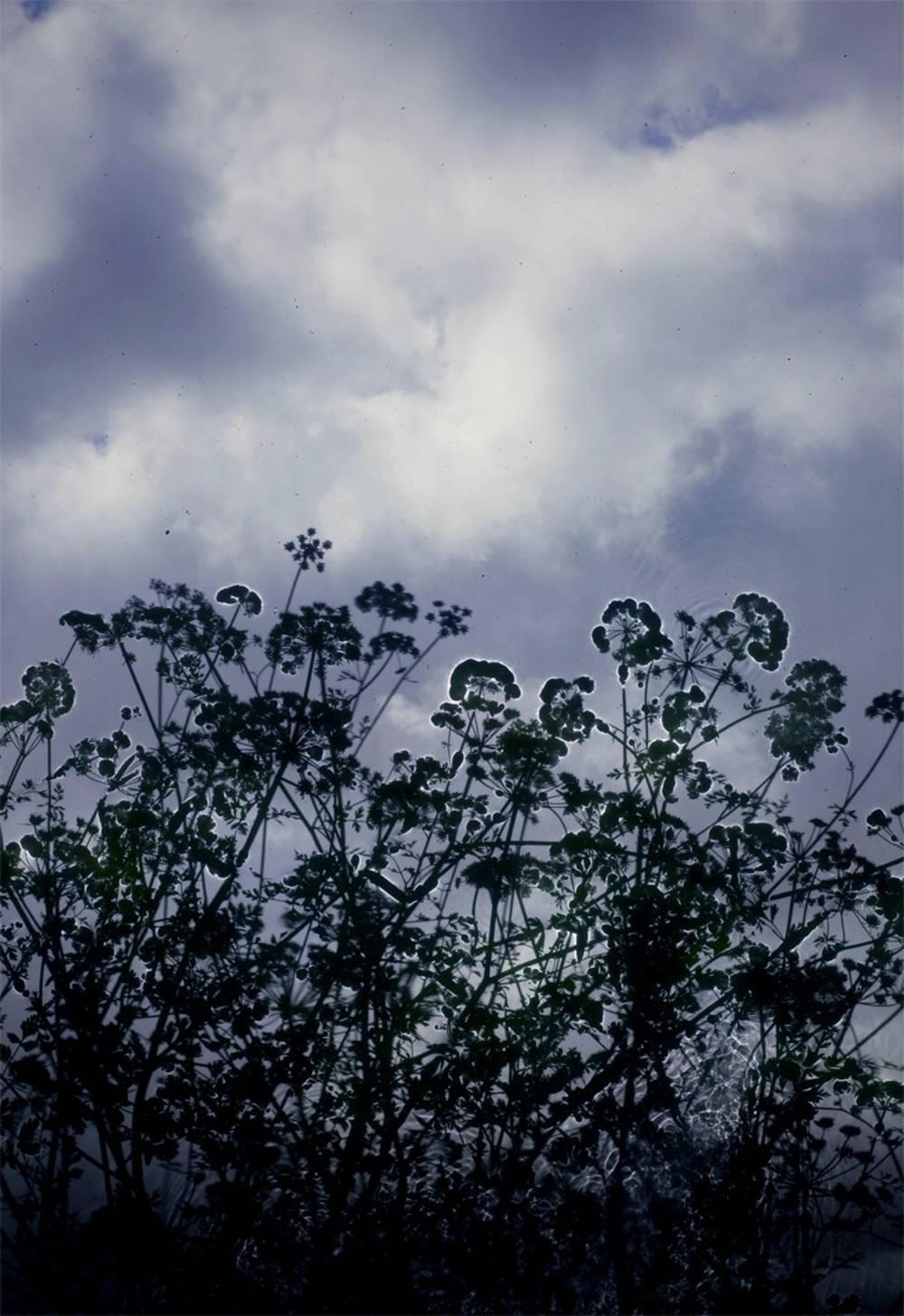 Susan Derges Landscape Photograph - Water Drop Wort 1