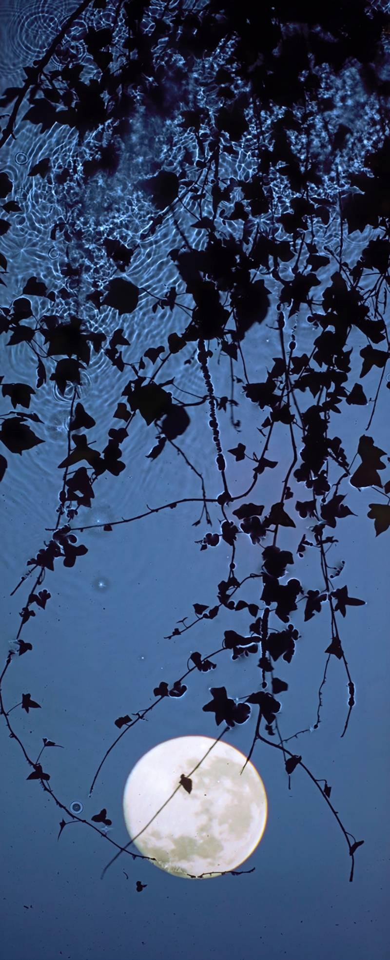 Susan Derges Landscape Photograph - Full Moon Ivy