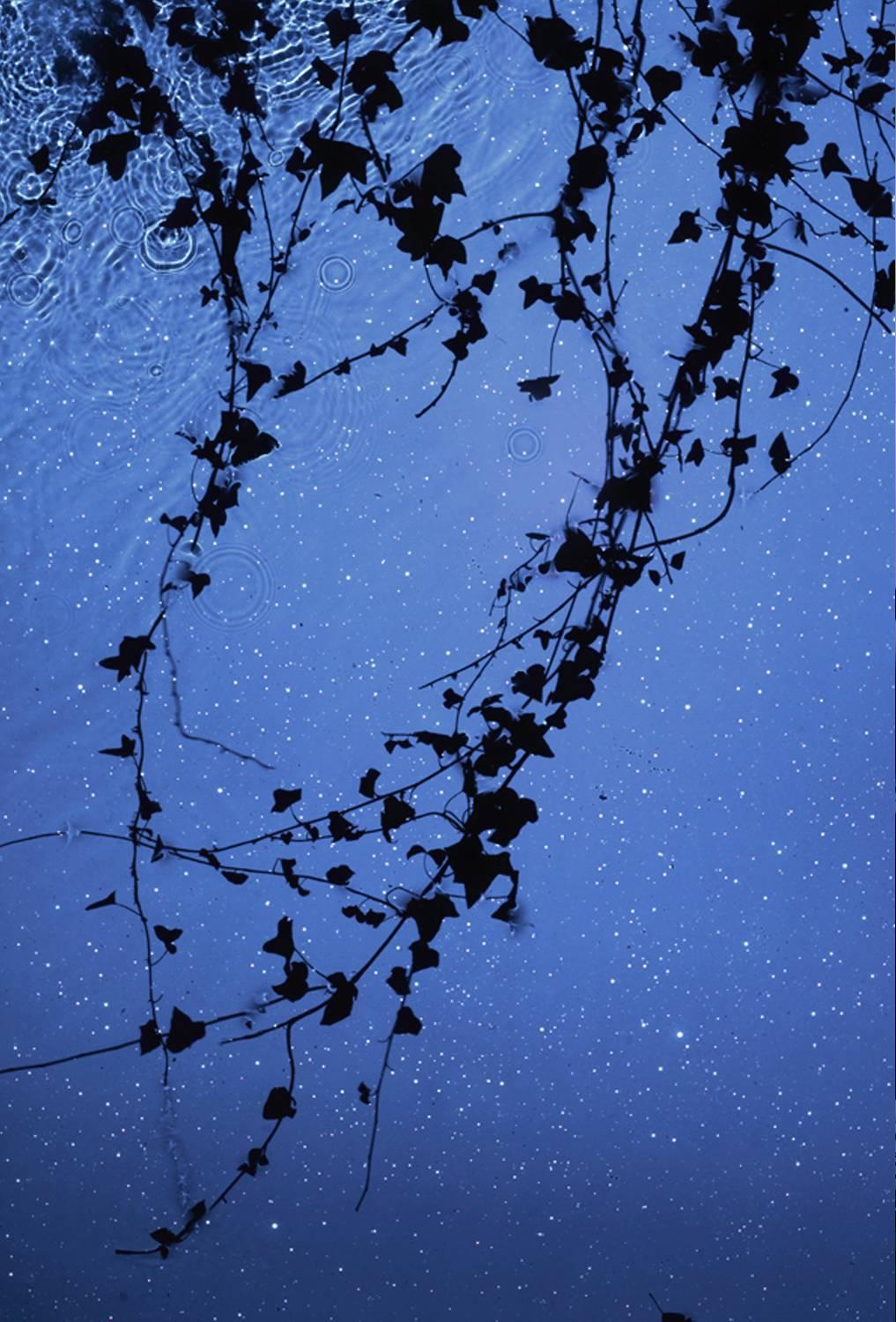 Susan Derges Landscape Photograph - Star Field Ivy