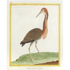 Antique L'Onoré Rayé, de Cayenne 'Rufescent Tiger Heron, ' circa 1786