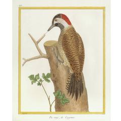Pic raye de Cayenne 'Spot-Breasted Woodpecker, ' circa 1778