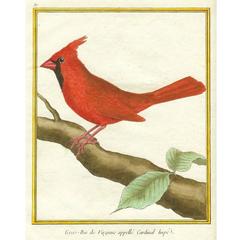 Gros-bec de Virginie appellé Cardinal Hupé 'Northern Cardinal, ' circa 1786