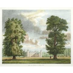 Lime and Sycamore in Cobham Park, 1824