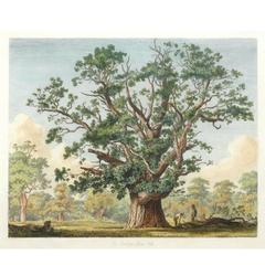 Antique "Swilcar Lawn Oak" Painting, 1824