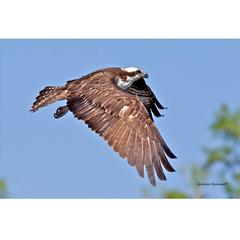 Eagle in Flight Photograph 4