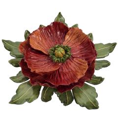 Used Red Poppy