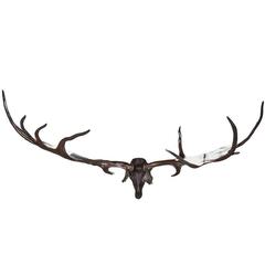 Monumental Bronze Finish Irish Elk Antlers Trophy 12