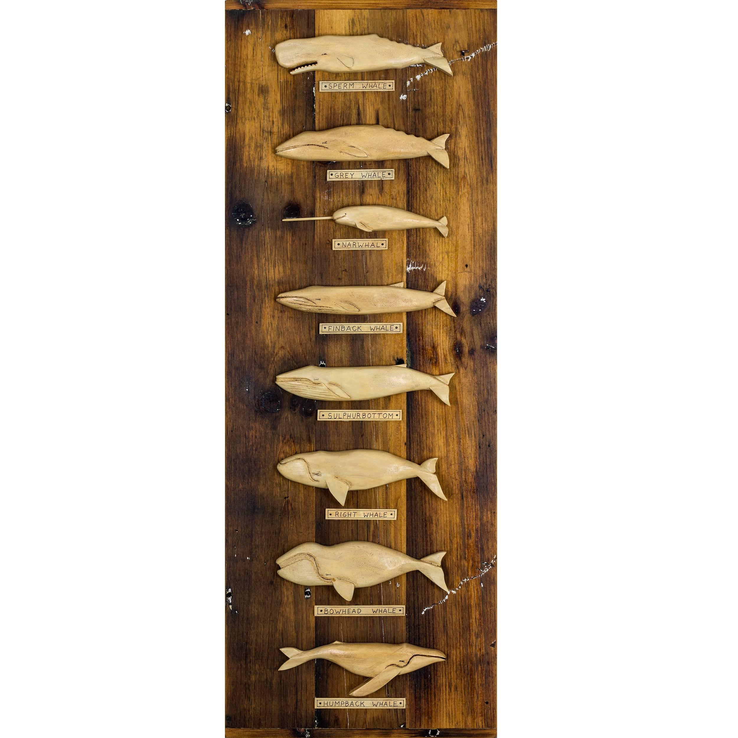 Whale Specie Plaque by Jeff Raymond