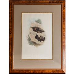 J.Gould & H.C.Richter Decorative Print of Bats ( Rhinolophus cervinus )