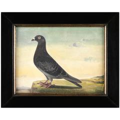 20th Century Racing Pigeon Portrait Depicting “Binny” by J.H. Ryder