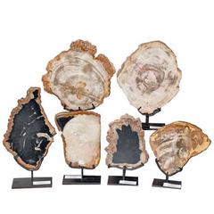 Petrified Wood Sculptures 10