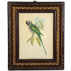 John Gould, Paleornis Derbianus 19th Century Framed Print 12