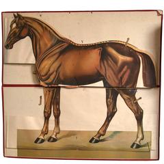 Belgian Antique Veterinary Equine / Horse Canvas Educational Print