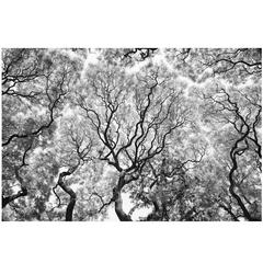 Triumphal Arch of Trees Photograph 8