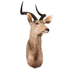 20th Century African Taxidermy Large Kudu Shoulder Mount