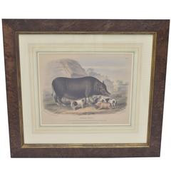 Hand-Colored Plate of Siamese Breed Sow with Piglets, 19th Century 2