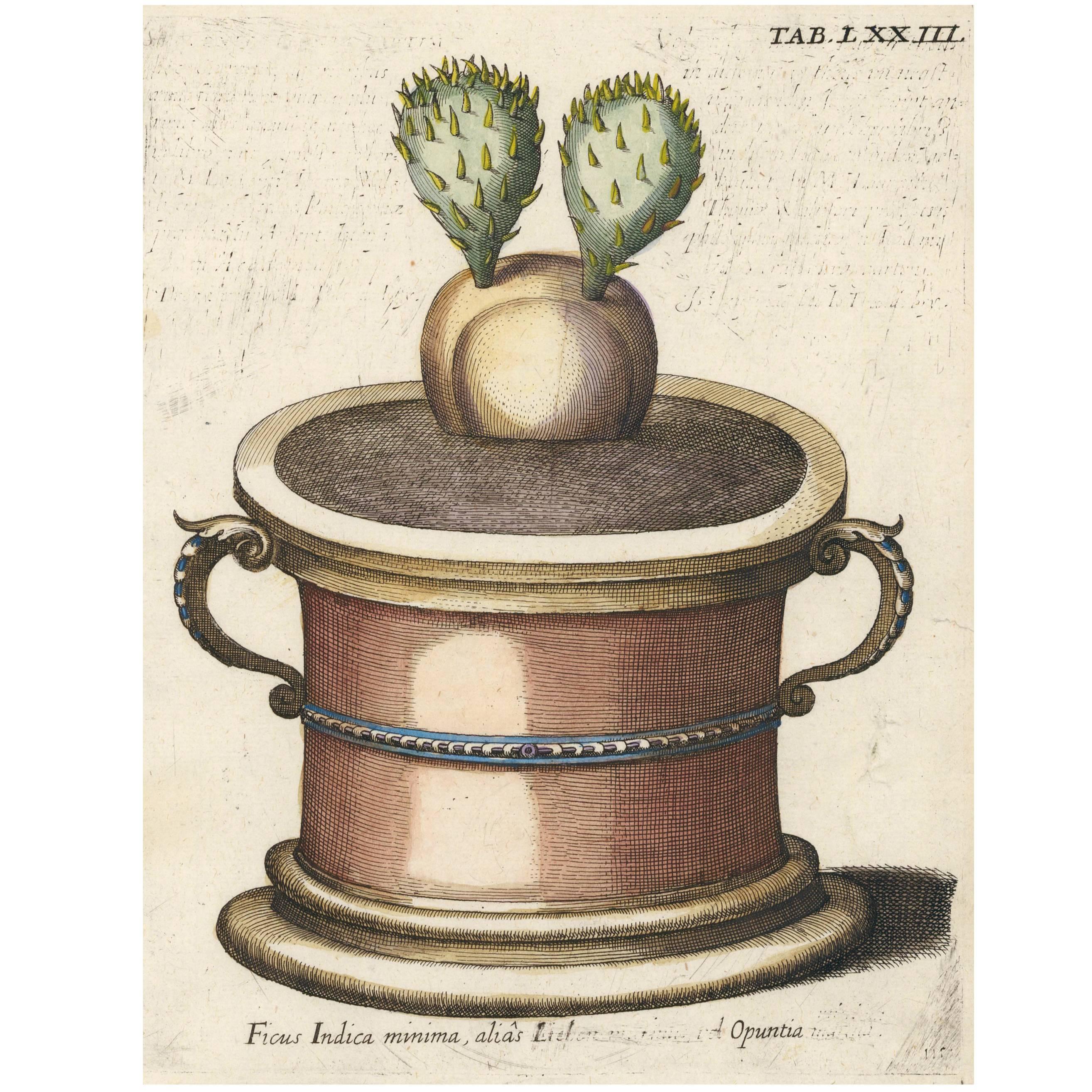 Prickly Pear Cactus by Michael Bernhard Valentini, 1719 For Sale