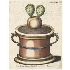 Antique Prickly Pear Cactus by Michael Bernhard Valentini, 1719