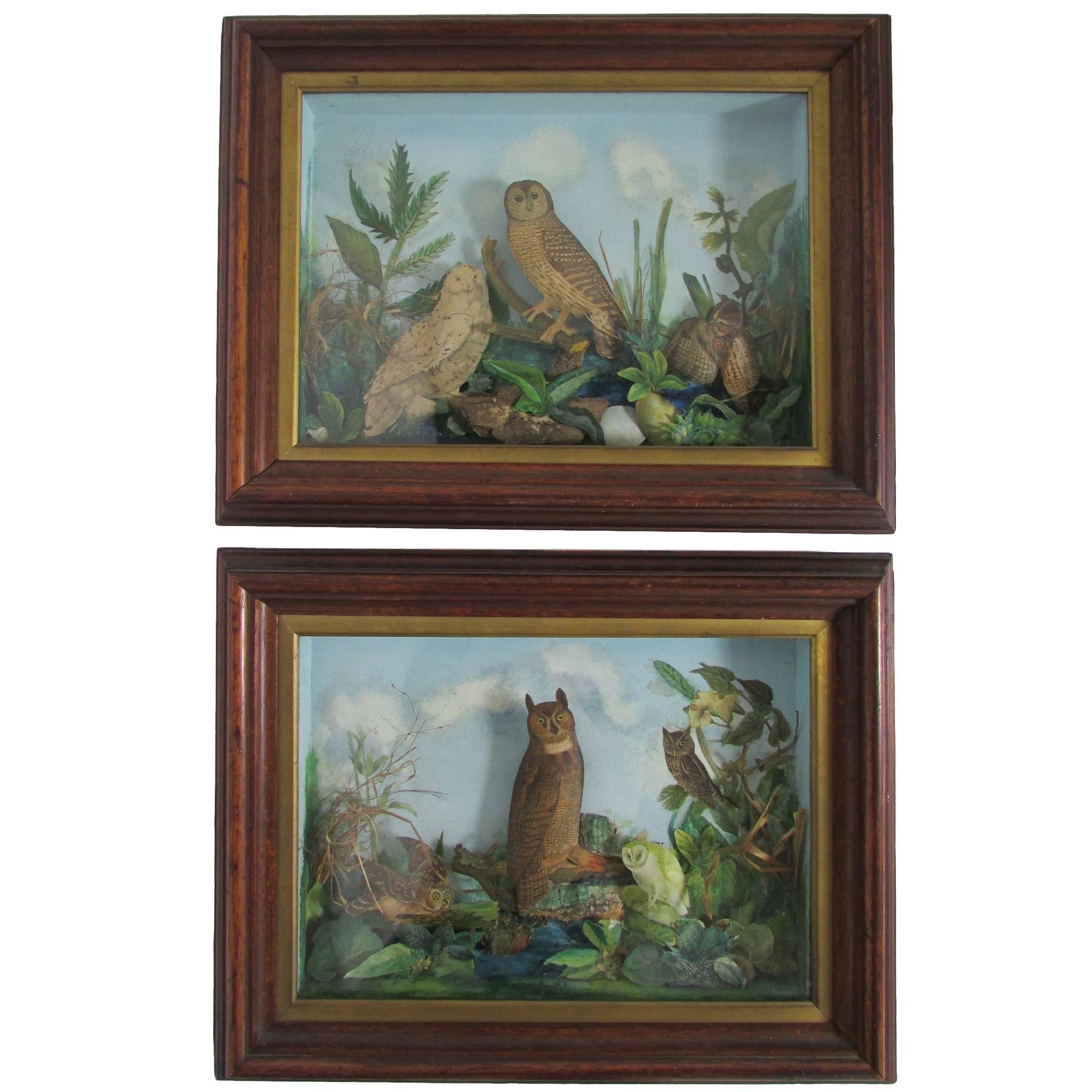 Pair of Late 19th Century Owl Dioramas 