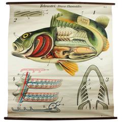 Vintage Early 20th Century Paul Pfurtscheller Zoological Wall Chart, Perch