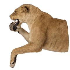 Rare African Taxidermy Lioness Half Mount
