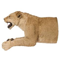 Rare African Taxidermy Lioness Half Mount
