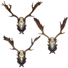 Single or Set of Three 19th c. German Fallow Deer from the Baron von Schilling