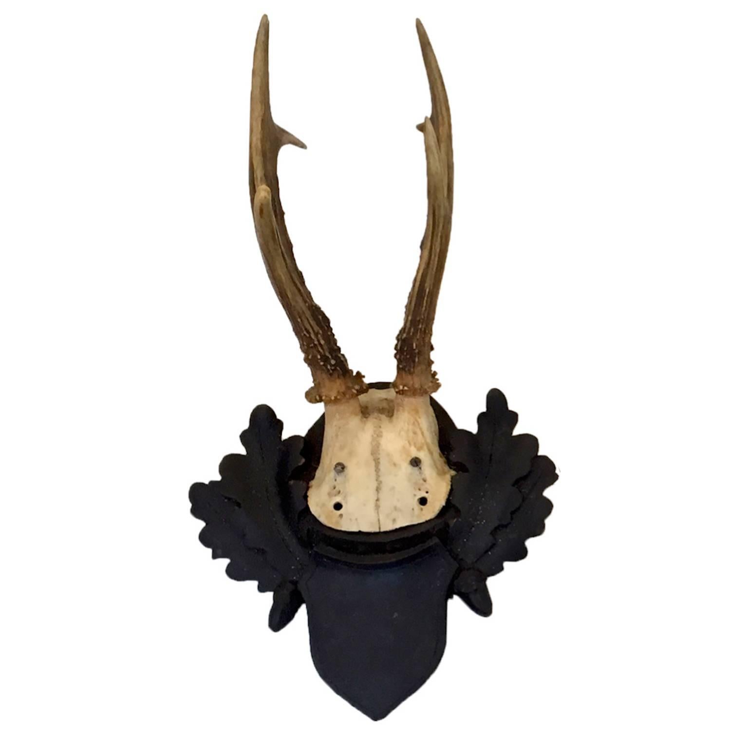 Antler Mount on Original Black Forest Plaque