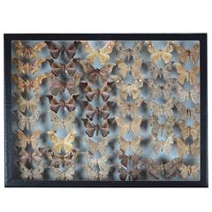 Collection of Exotic Chinese Butterflies