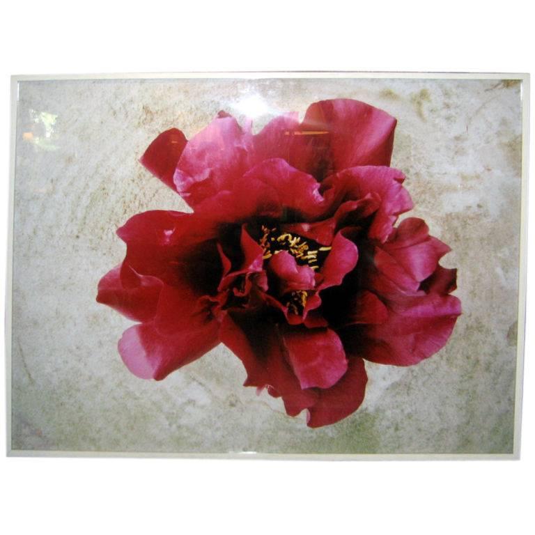 Flower Photograph by Oberto Gili For Sale