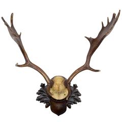 19th Century Fallow Deer Trophy on Original Black Forest Plaque