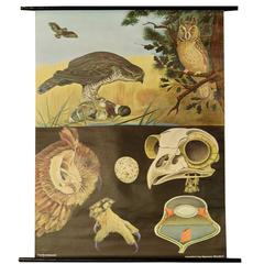 Vintage German Educational Poster of Birds of Prey